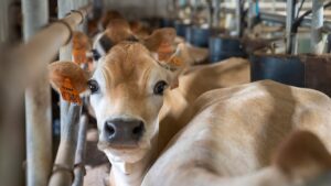 A close-up of a brown cow in a dairy farm, highlighting its gentle expression.