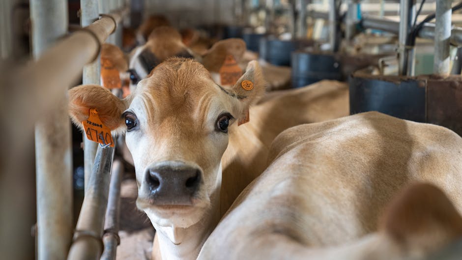 A close-up of a brown cow in a dairy farm, highlighting its gentle expression.